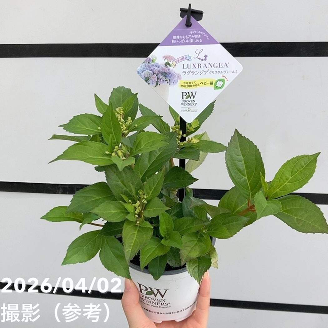 まとめ買い！】PW ラグランジア クリスタルヴェール2 3.5号×10鉢セット