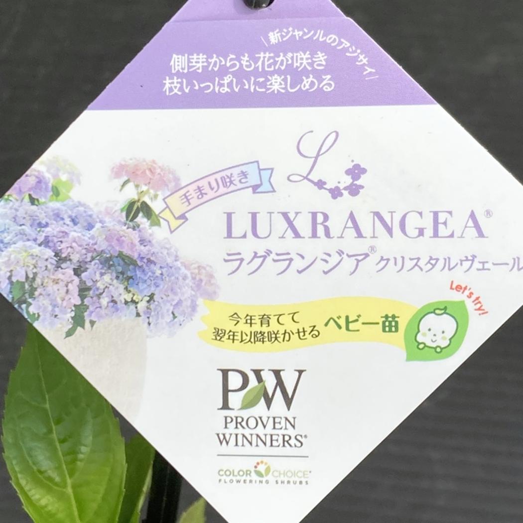 まとめ買い！】PW ラグランジア クリスタルヴェール2 3.5号×10鉢セット