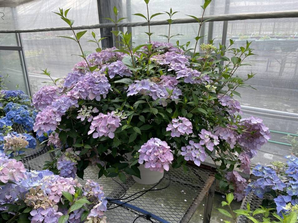 紫陽花⭐️大鉢１０号⭐️ラグランジアクリスタルヴェール２ 超最新新品種！】 紫陽花 ラグランジア 『クリスタルヴェール2』 花芽