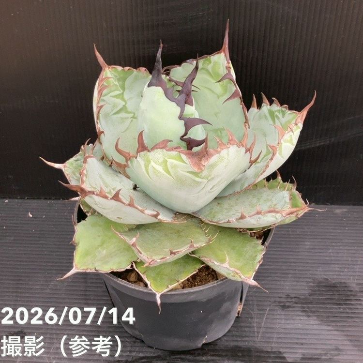 決算P5倍！10%OFF！8/2まで】アガベ 5号 チタノタ ブラックアンド