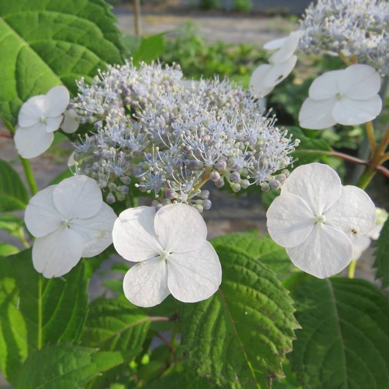 ヤマアジサイ 4号 伊予桜 イヨザクラ（4）｜草花01-D1 | 赤塚植物園