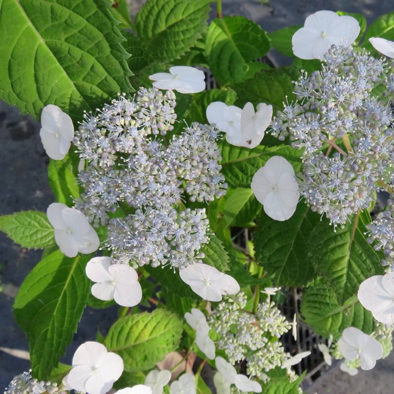 ヤマアジサイ 4号 伊予桜 イヨザクラ（4）｜草花01-D1 | 赤塚植物園