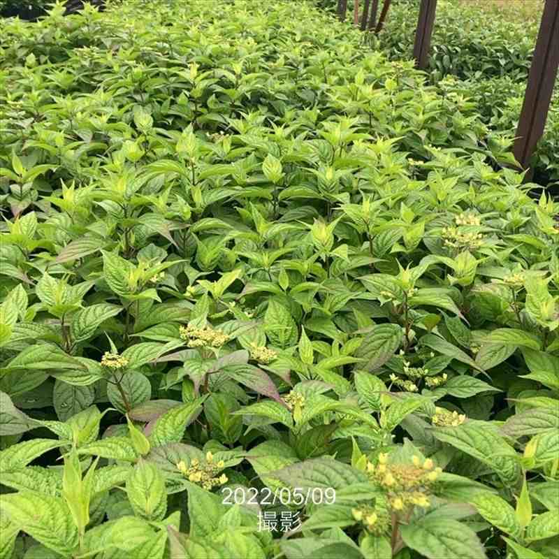 ヤマアジサイ 4号 伊予桜 イヨザクラ（4）｜草花01-D1 | 赤塚植物園