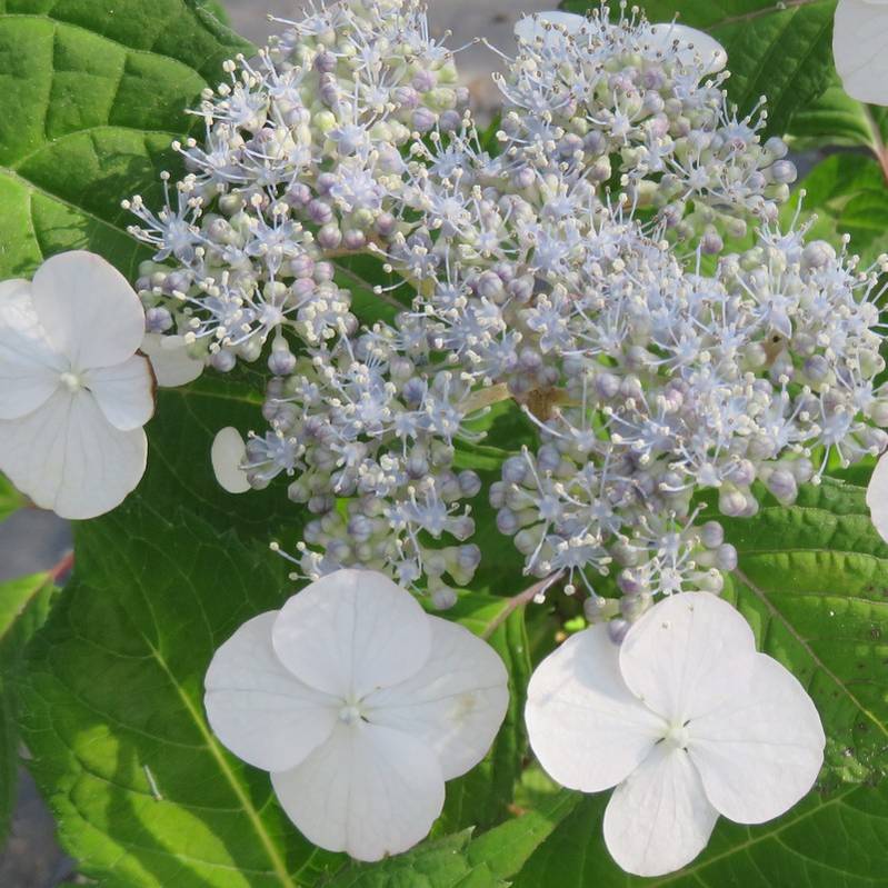 ヤマアジサイ 4号 伊予桜 イヨザクラ（4）｜草花01-D1 | 赤塚植物園