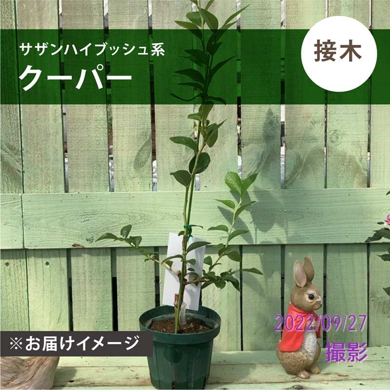 ブルーベリー サザンハイブッシュ系 クーパー（接木苗）4.5～5号