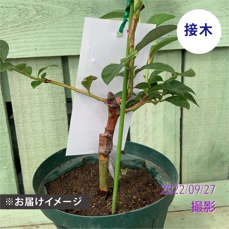 ブルーベリー サザンハイブッシュ系 クーパー（接木苗）4.5～5号｜果樹