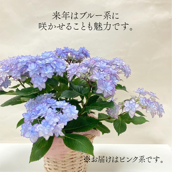 決算P5倍！10%OFF！8/2まで】【お届け5/12以降】母の日ギフト2026