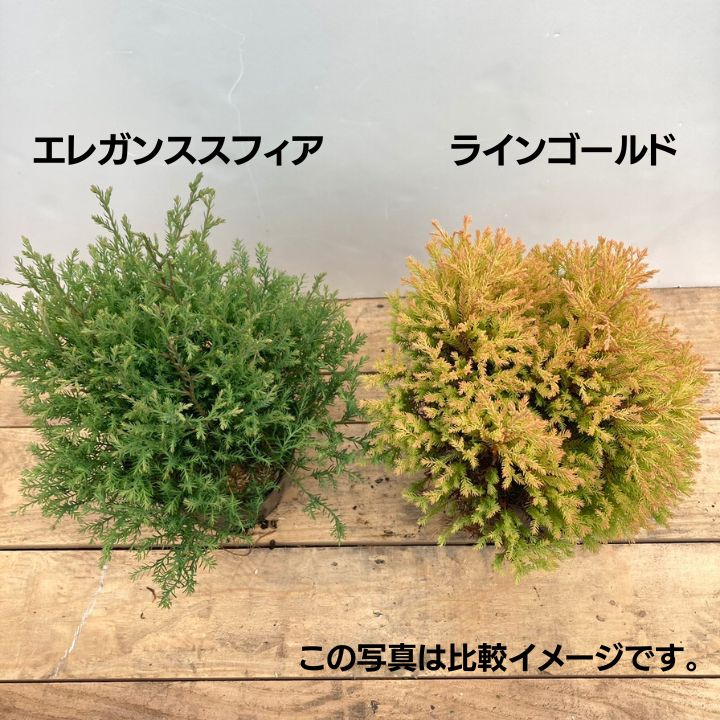 常緑コニファー エレガンススフィア 5号×3株セット PVP ※お届けに10日