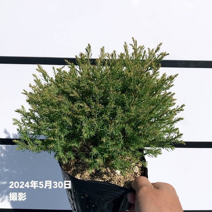 常緑コニファー エレガンススフィア 5号×3株セット PVP ※お届けに10日