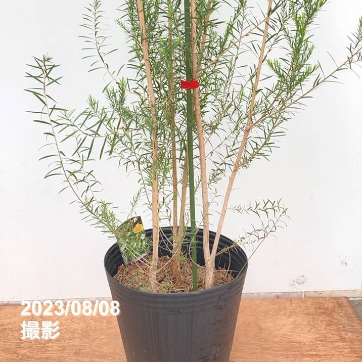 【高さ160㎝前後‼️】メラレウカ　メディカルティーツリー ティーツリー　苗 ティーツリー メディカルティーツリー 9号 樹高1.8m前後(鉢底
