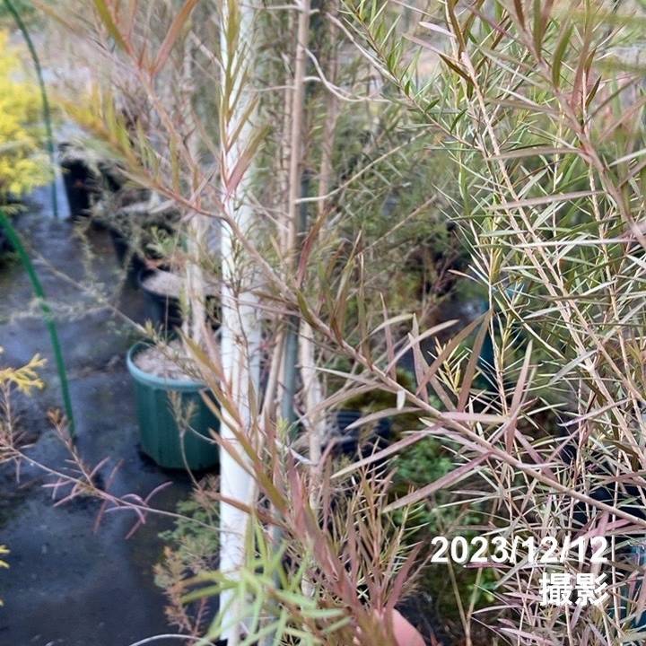 数量限定】メラレウカ メディカルティーツリー 8号3株植え ※お届けに10