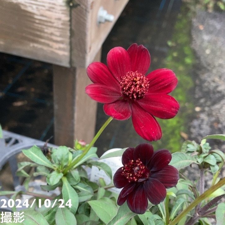 PW チョコレートコスモス チョカモカ 3.5号×2株セット PVP|草花04-PA