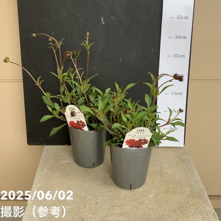 PW チョコレートコスモス チョカモカ 3.5号×2株セット PVP|草花04-PA