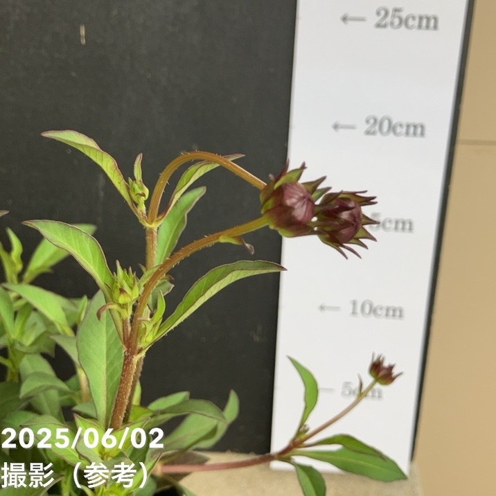 PW チョコレートコスモス チョカモカ 3.5号×2株セット PVP|草花04-PA