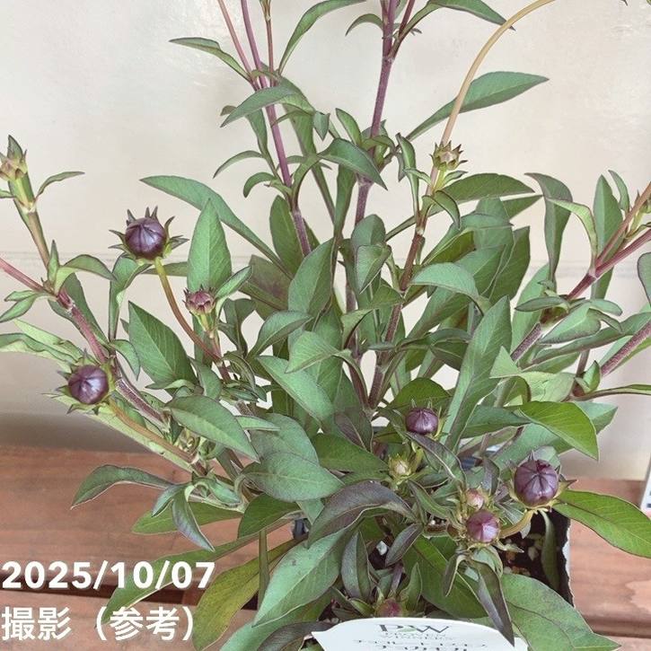 PW チョコレートコスモス チョカモカ 3.5号×2株セット PVP|草花04-PA