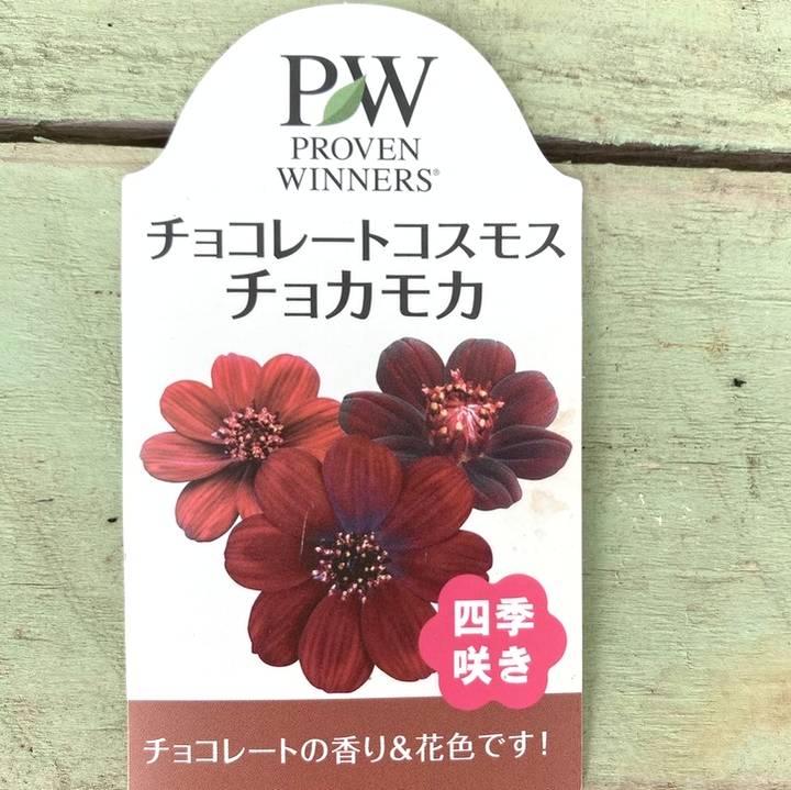 PW チョコレートコスモス チョカモカ 3.5号×2株セット PVP|草花04-PA