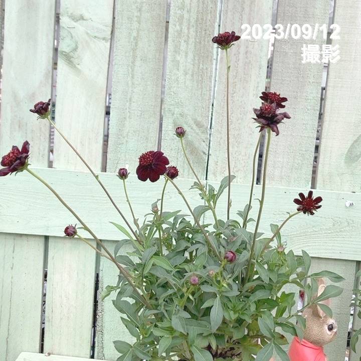 PW チョコレートコスモス チョカモカ 3.5号×2株セット PVP|草花04-PA