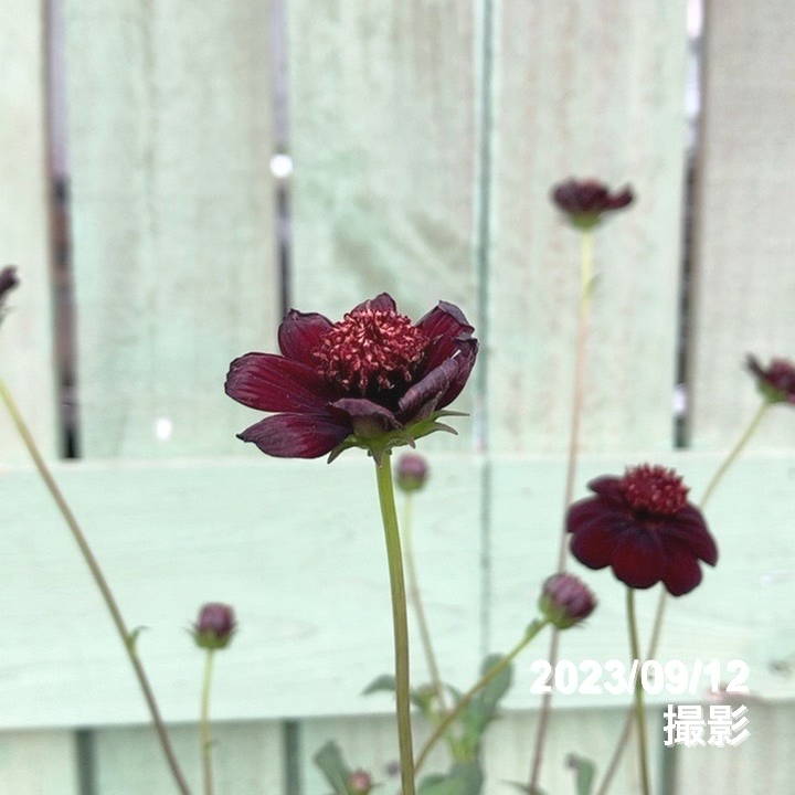 PW チョコレートコスモス チョカモカ 3.5号×2株セット PVP|草花04-PA