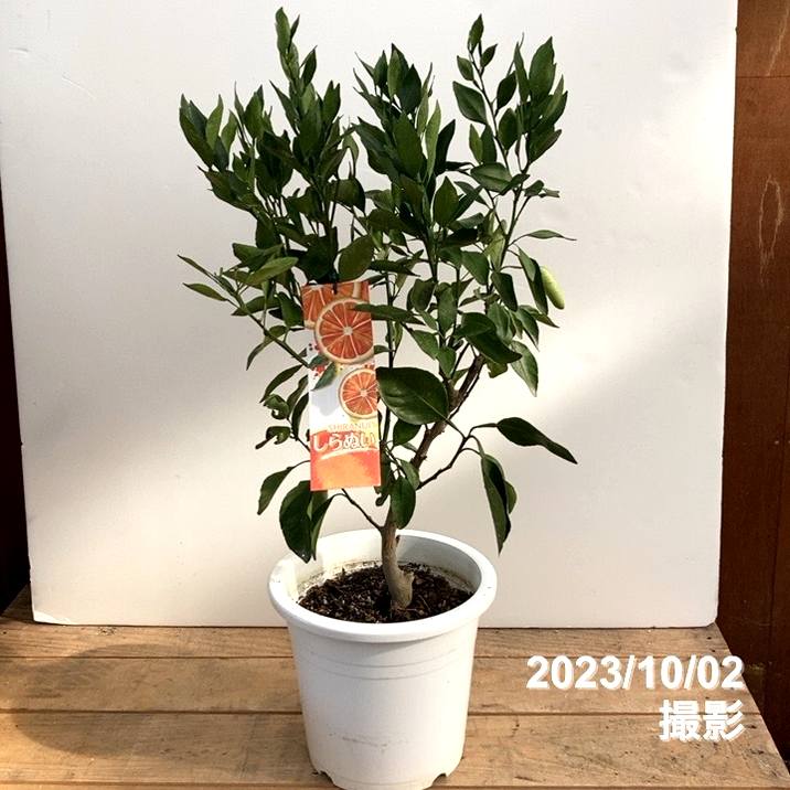 デコポン 不知火 7号｜柑橘｜果樹10-TU | 果樹,柑橘 | 赤塚植物園