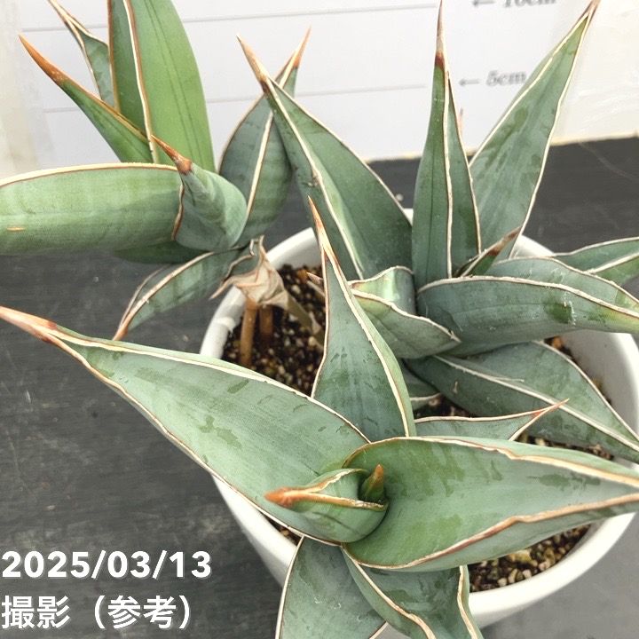現品お届け】サンスベリア 5号 ピンギキュラ（子株2個付き）白陶器鉢 