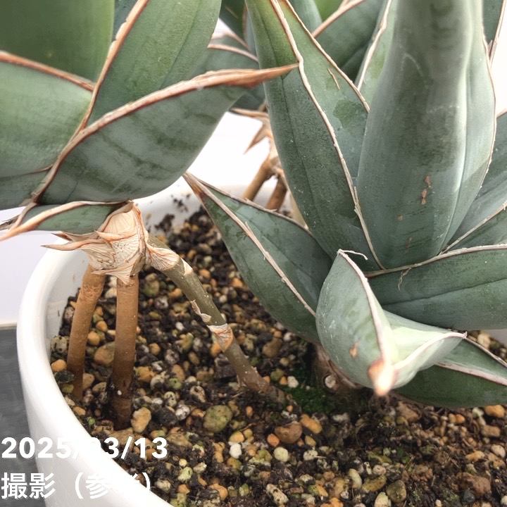 期間限定10％OFF！】【現品お届け】サンスベリア 5号 ピンギキュラ