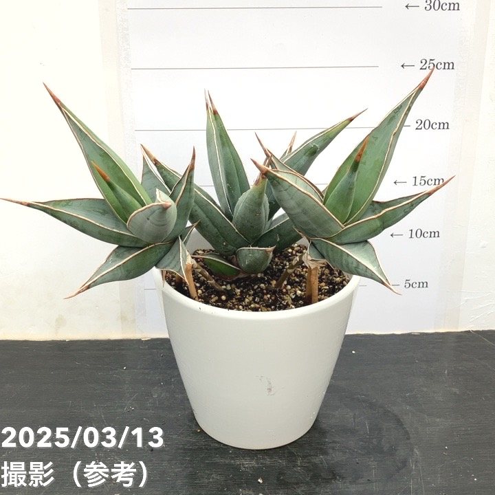 現品お届け】サンスベリア 5号 ピンギキュラ（子株2個付き）白