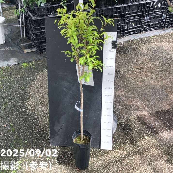 ザクロ 中華石榴王 4号ロングポット｜果樹04-PA | 果樹,[珍しい果樹