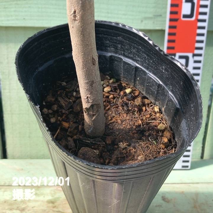 ザクロ 中華石榴王 4号ロングポット｜果樹04-PA | 果樹,[珍しい果樹