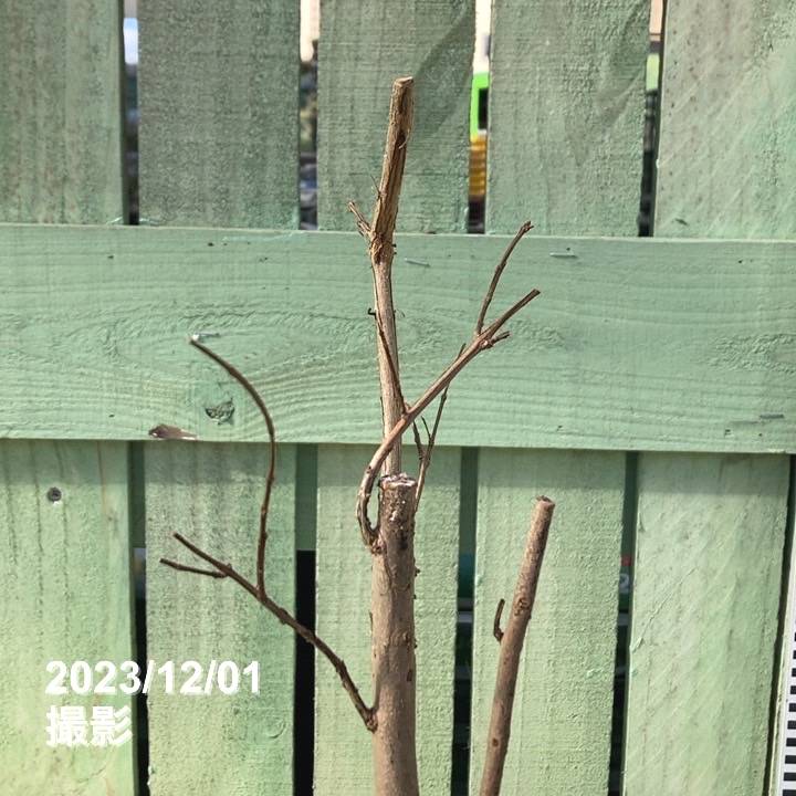 ザクロ 中華石榴王 4号ロングポット｜果樹04-PA | 果樹,[珍しい果樹