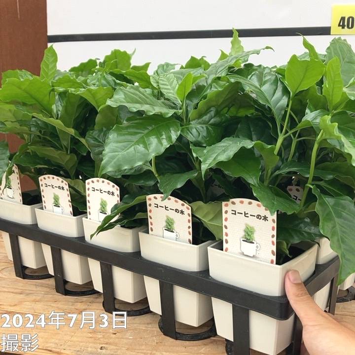コーヒーの木 4号（3本植え）白プラ鉢 15鉢セット トレー付き