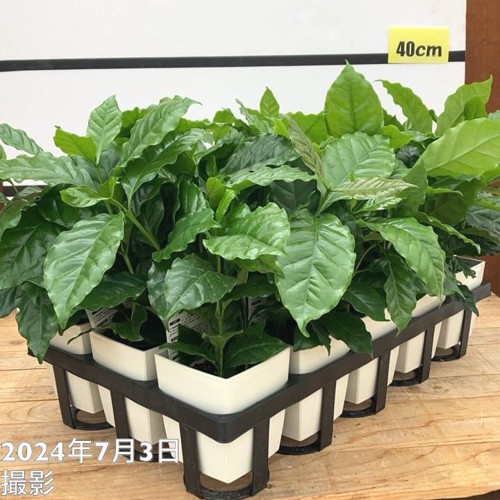 コーヒーの木5鉢セット・ひと鉢複数本植え・枝沢山 コーヒーの木5鉢セット・ひと鉢複数本植え・枝沢山
