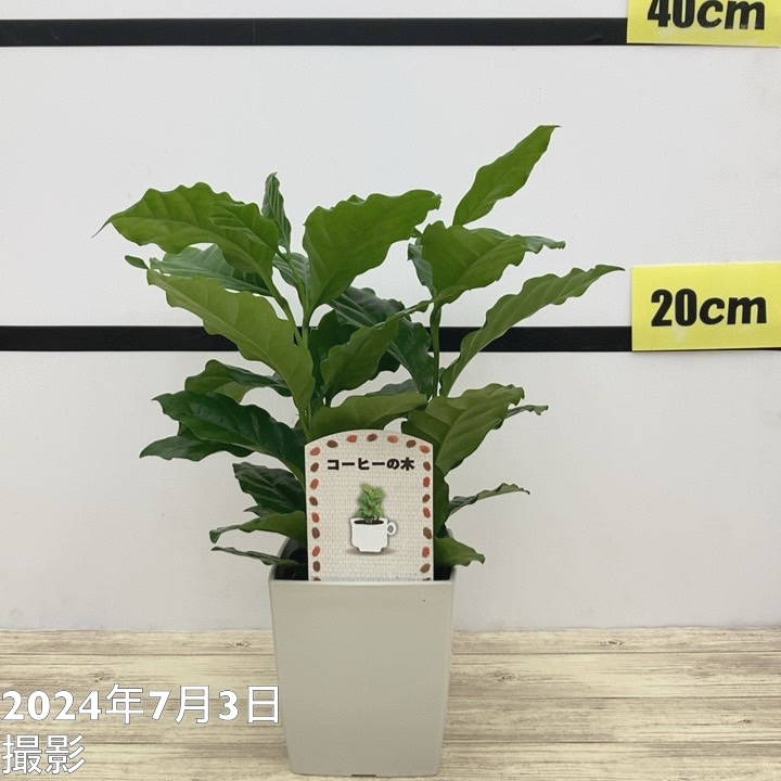 コーヒーの木5鉢セット・ひと鉢複数本植え・枝沢山 コーヒーの木 2号 5鉢セット｜観葉02-D2 | 観葉・多肉,コーヒー