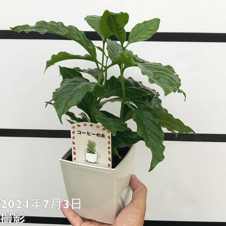 コーヒーの木 4号（3本植え）白プラ鉢 15鉢セット トレー付き