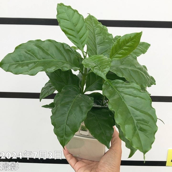コーヒーの木5鉢セット・ひと鉢複数本植え・枝沢山 コーヒーの木 2号 5鉢セット｜観葉02-D2 | 観葉・多肉,コーヒー