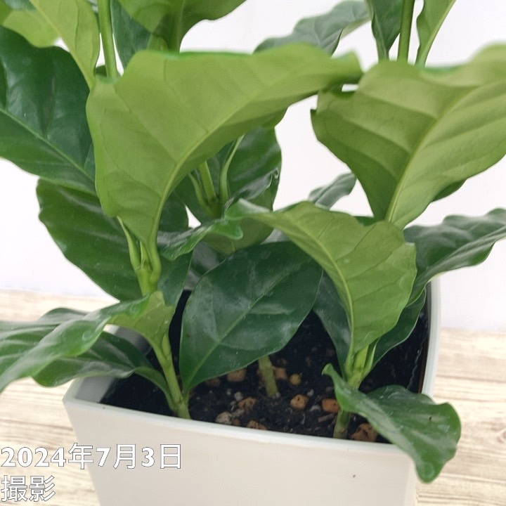 コーヒーの木5鉢セット・ひと鉢複数本植え・枝沢山 コーヒーの木 2号 5鉢セット｜観葉02-D2 | 観葉・多肉,コーヒー