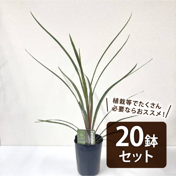10株まとめ買いSETコルジリネ レッドスター 鉢 用土込大きなTYPE