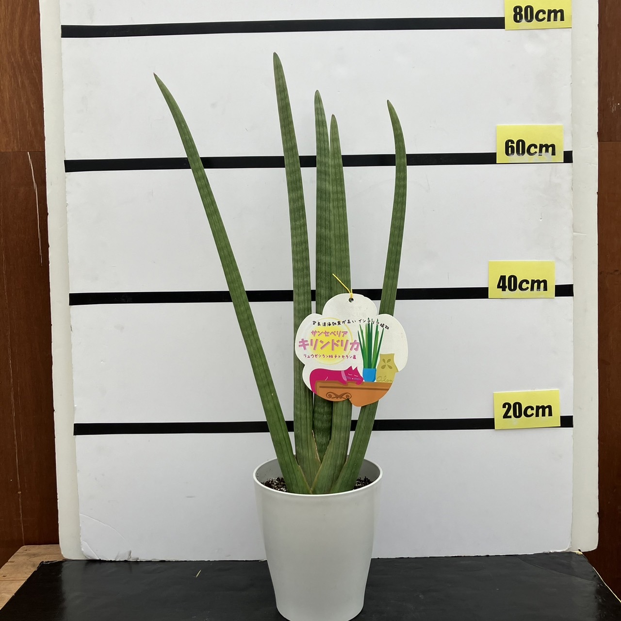 サンスベリア 6号 キリンドリカ 白プラ鉢仕様｜観葉02-D2 | 観葉・多肉