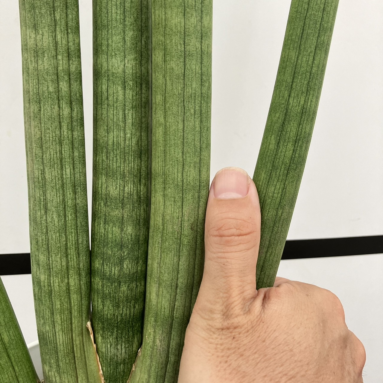 サンスベリア 6号 キリンドリカ 白プラ鉢仕様｜観葉02-D2 | 観葉・多肉