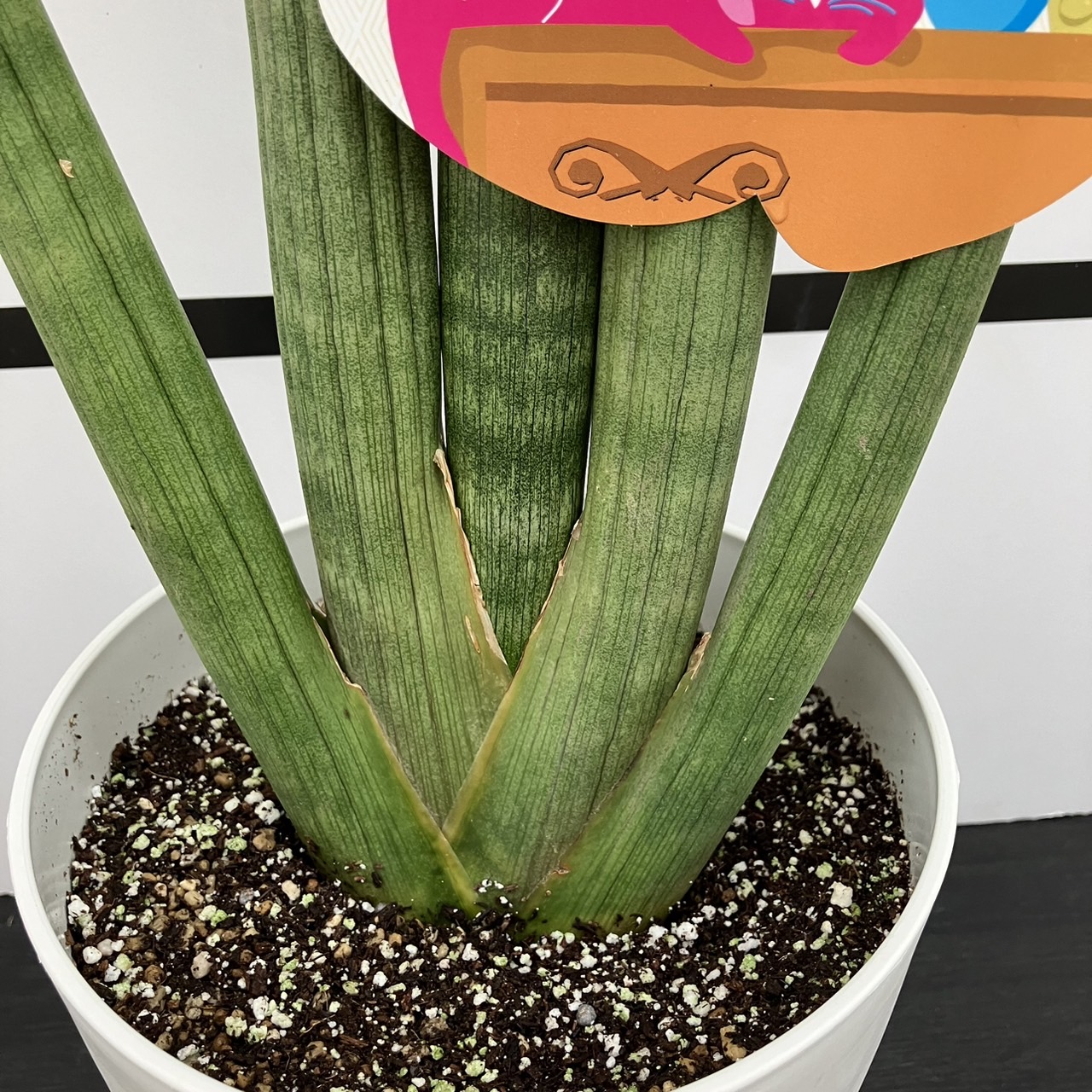 サンスベリア 6号 キリンドリカ 白プラ鉢仕様｜観葉02-D2 | 観葉・多肉
