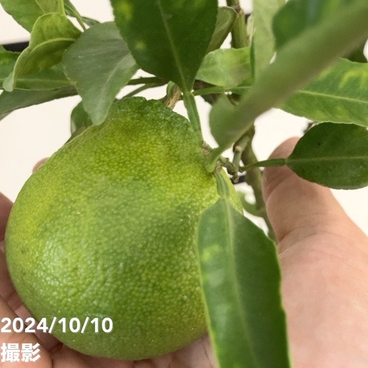 実付き＞みかん 不知火 7号｜果樹10-TU | 果樹,柑橘 | 赤塚植物園
