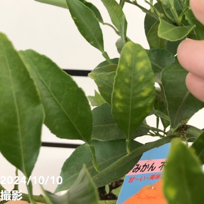 実付き＞みかん 不知火 7号｜果樹10-TU | 果樹,柑橘 | 赤塚植物園