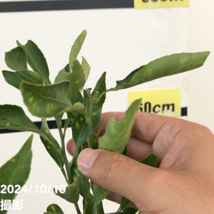 実付き＞みかん 不知火 7号｜果樹10-TU | 果樹,柑橘 | 赤塚植物園