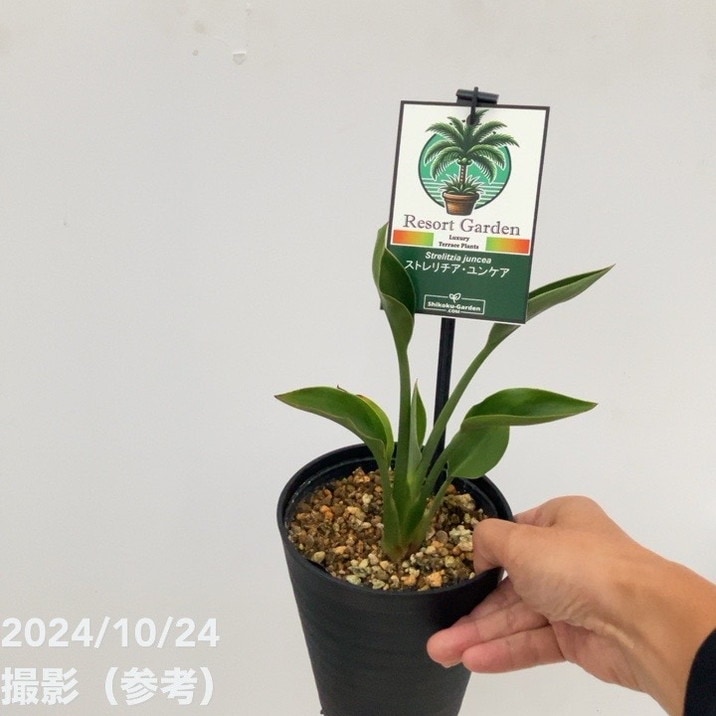 ストレリチア ユンケア 4.5号｜観葉10-TU | 観葉・多肉 | 赤塚植物園