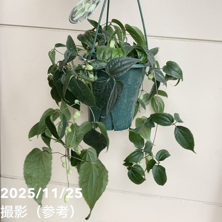 クレマチス（冬咲き）アンスンエンシス 5号吊り鉢仕立て｜草花04-PA
