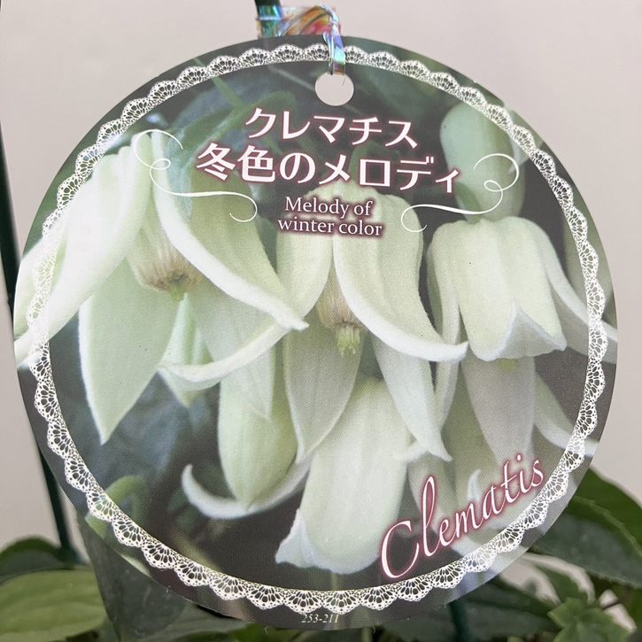 クレマチス（冬咲き）アンスンエンシス 5号吊り鉢仕立て｜草花04-PA