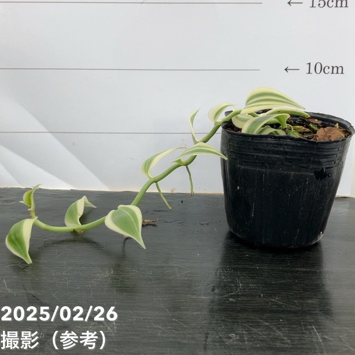 現品お届け】斑入りバニラ 3号（3）｜観葉10-TU | 観葉・多肉 | 赤塚