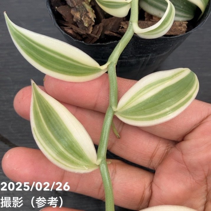 現品お届け】斑入りバニラ 3号（3）｜観葉10-TU | 観葉・多肉 | 赤塚