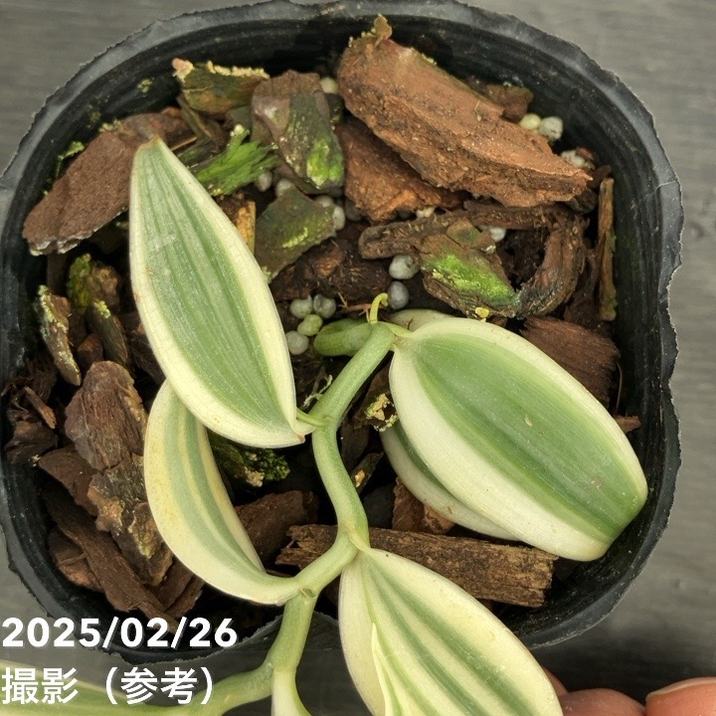 現品お届け】斑入りバニラ 3号（3）｜観葉10-TU | 観葉・多肉 | 赤塚