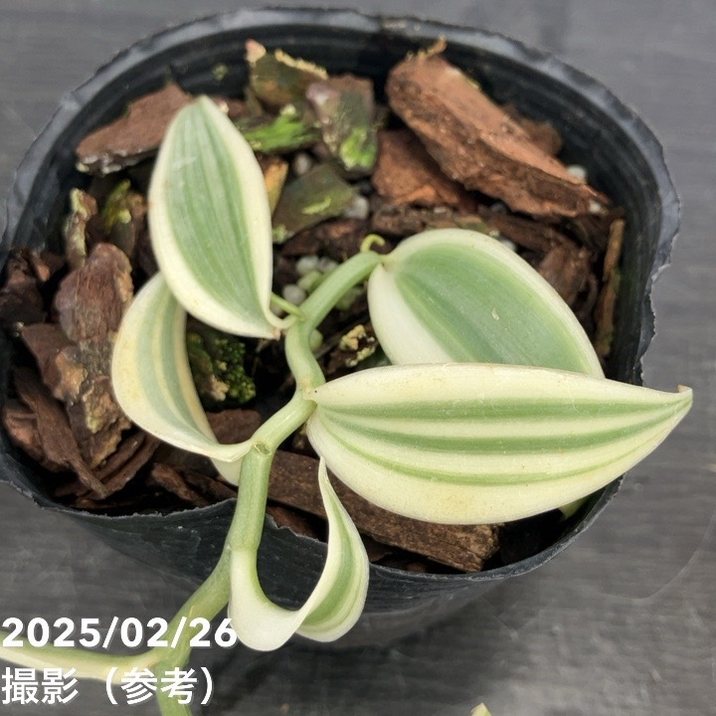 現品お届け】斑入りバニラ 3号（3）｜観葉10-TU | 観葉・多肉 | 赤塚