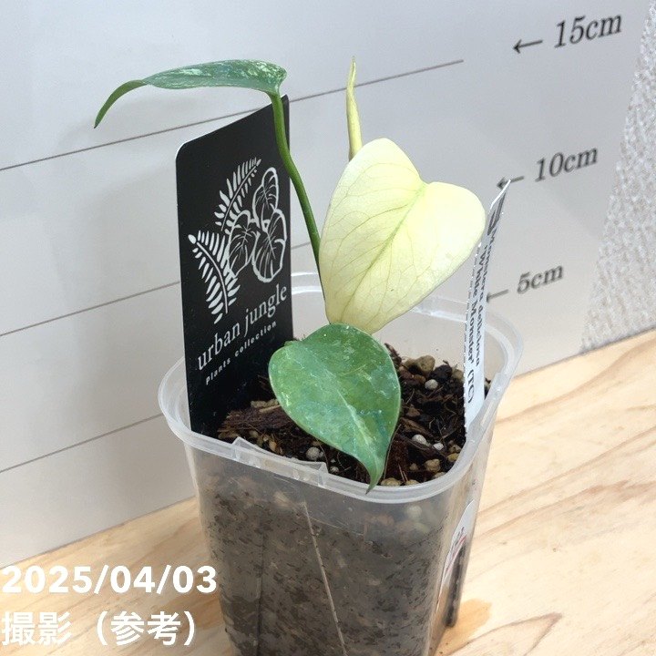 現品お届け】モンステラ デリシオーサ ホワイトモンスター 3号